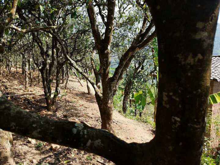 2022年鎮(zhèn)沅打筍山古樹春茶多少錢一公斤？