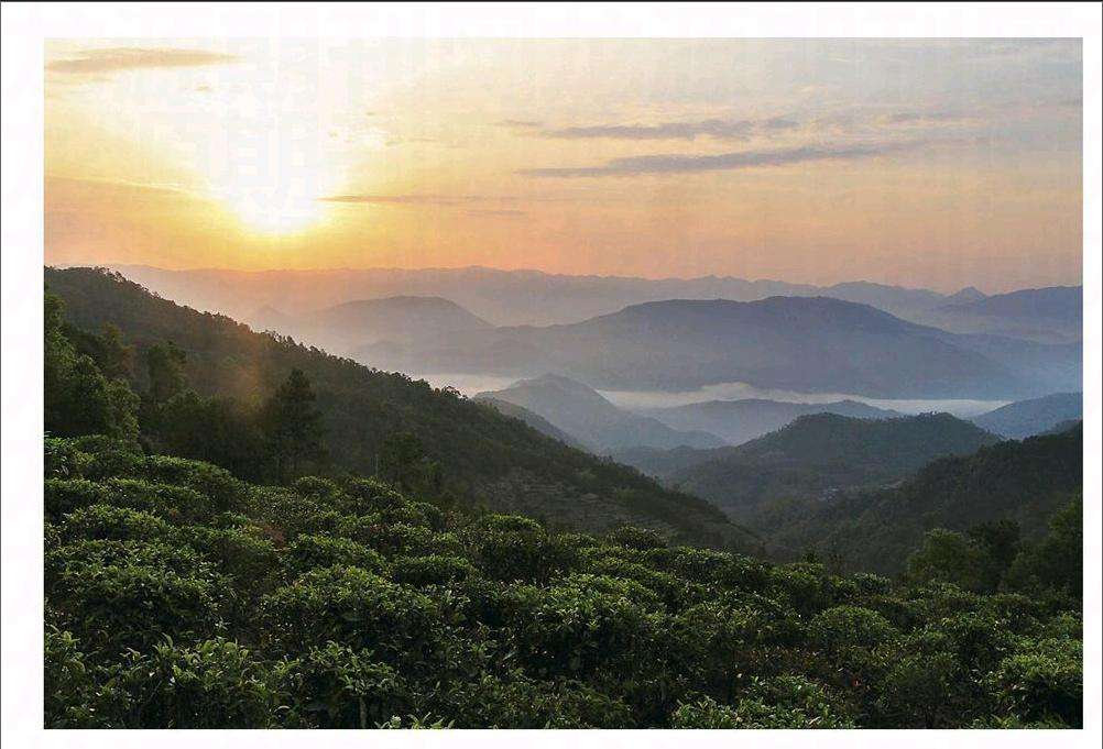 2022年鎮(zhèn)沅老烏山古樹春茶口感？