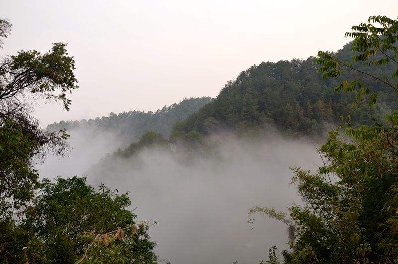 2022年鎮(zhèn)沅老烏山古樹春茶多少錢一公斤？