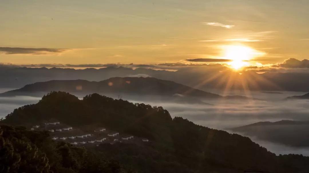 2022年別樣的味道，鎮(zhèn)沅老烏山古樹春茶