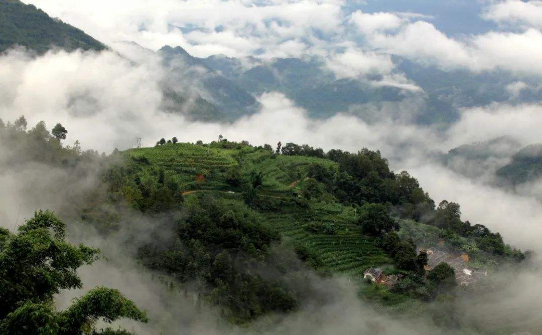 2022年鎮(zhèn)沅千家寨古樹普洱茶的傳說