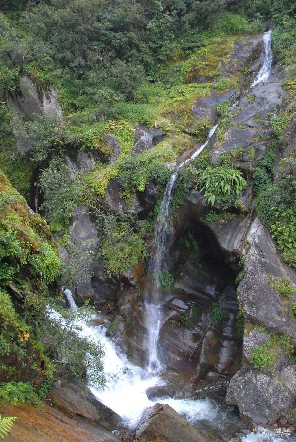 2022年鎮(zhèn)沅千家寨古樹春茶特點？