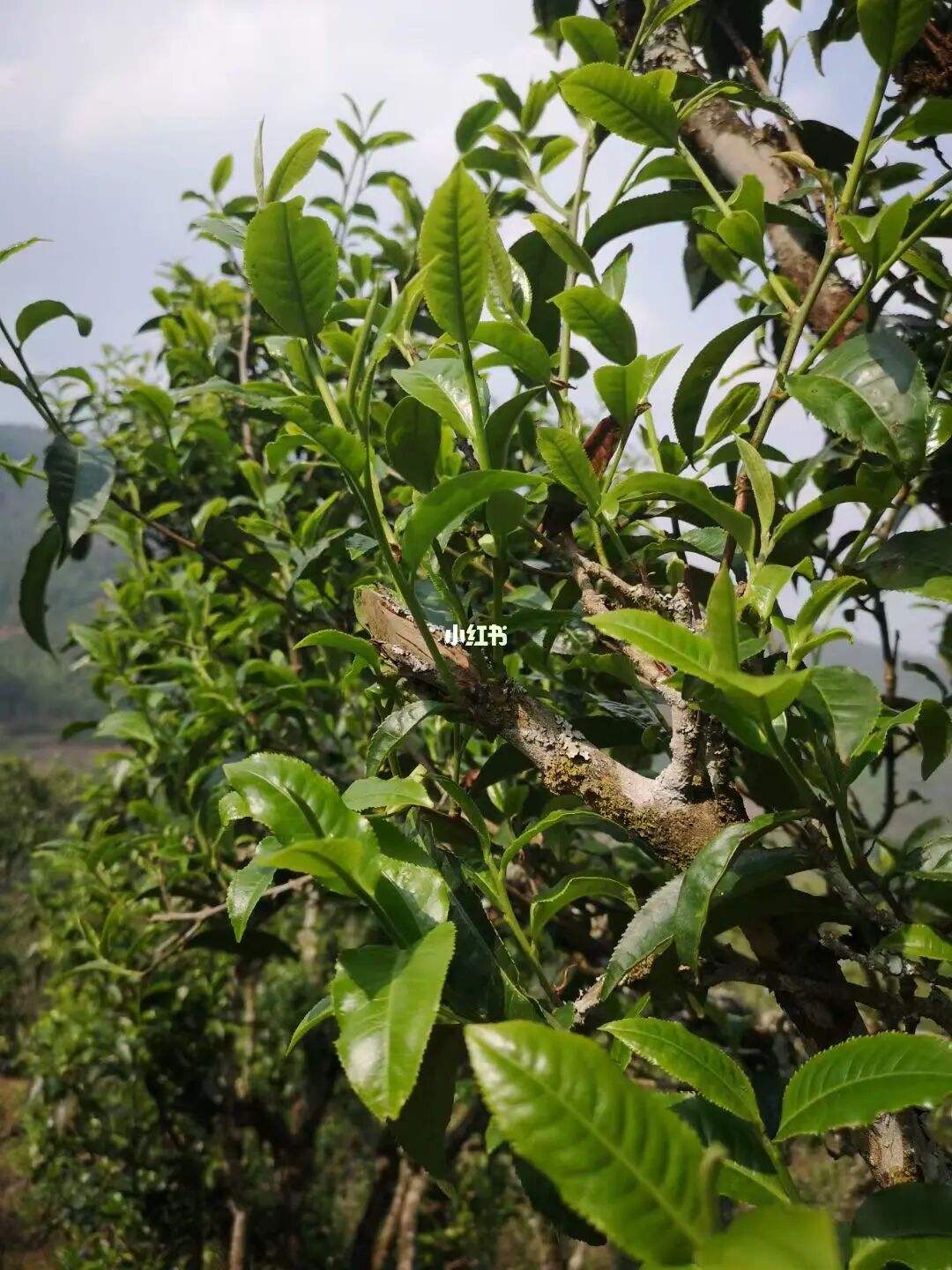 2022年寧洱擺尾箐古樹春茶口感？