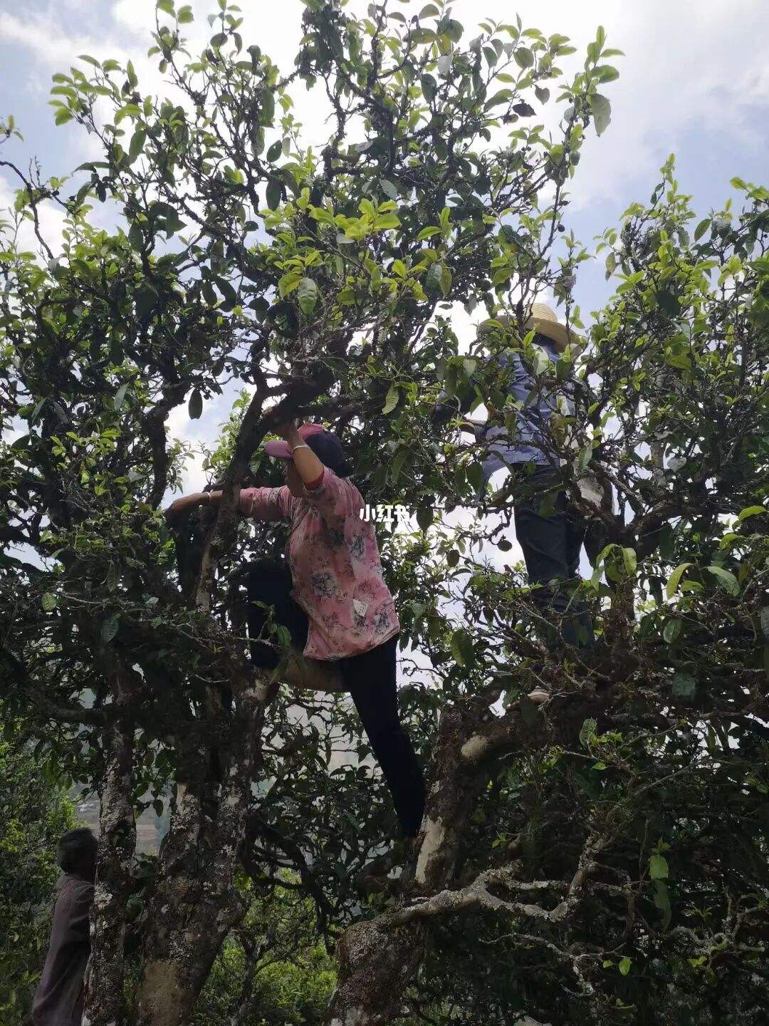 2022年寧洱擺尾箐古樹春茶特點？