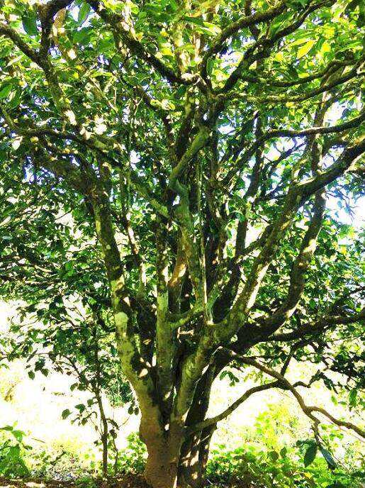 2022年這個(gè)春天，回到家鄉(xiāng)擺尾箐，與家人一起用心制茶！