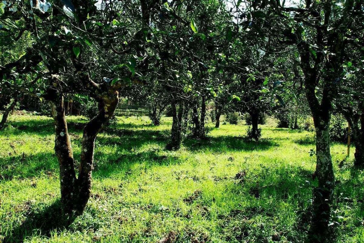 2022年困鹿山古樹春茶價(jià)格？