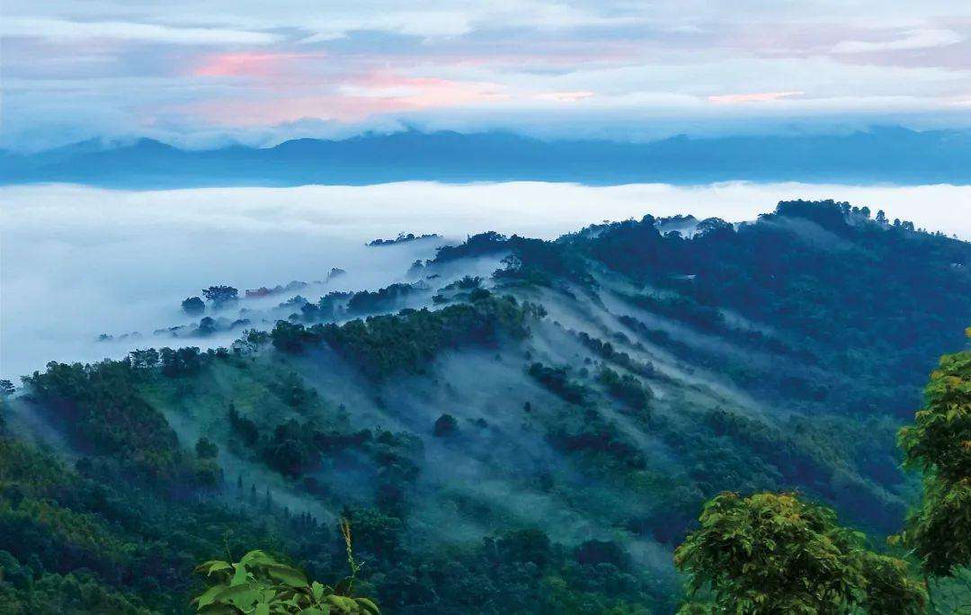 2022年景邁山古茶林為什么可以申遺？