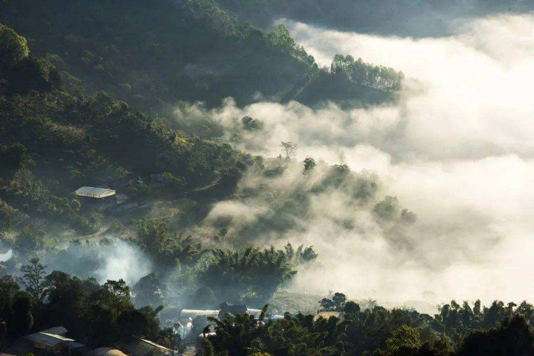 2022景邁山古樹春茶價格？