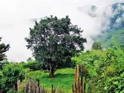 2022年邦威古樹春茶口感是什么？