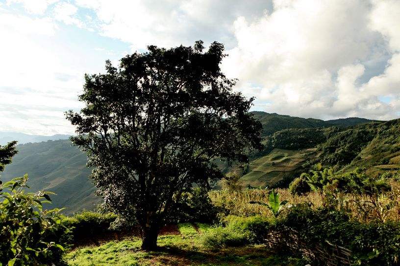 2022年邦崴古樹春茶特點(diǎn)？