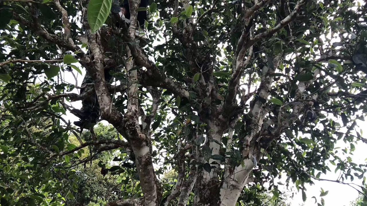 2022年麻黑古樹春茶價(jià)格？