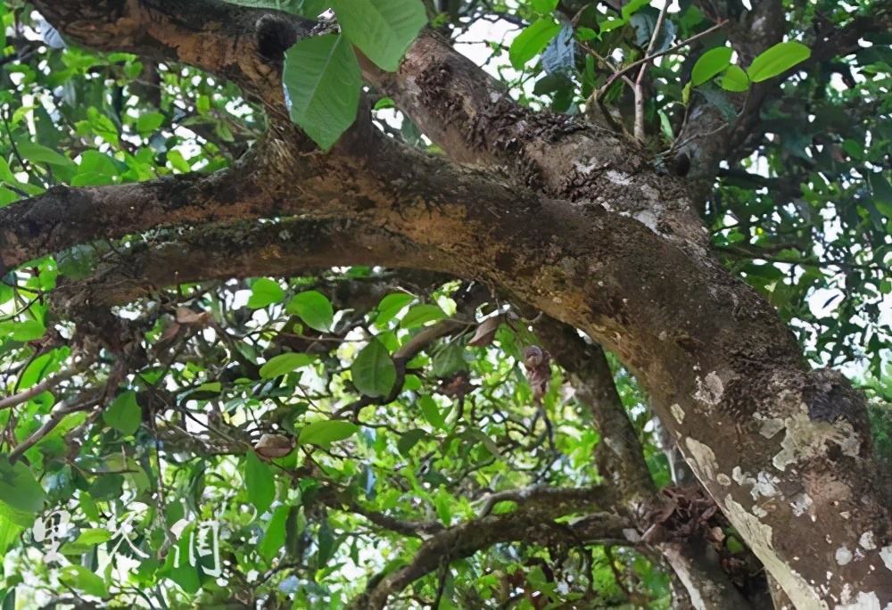 2022年繞開麻黑，你損失的將是半個(gè)易武