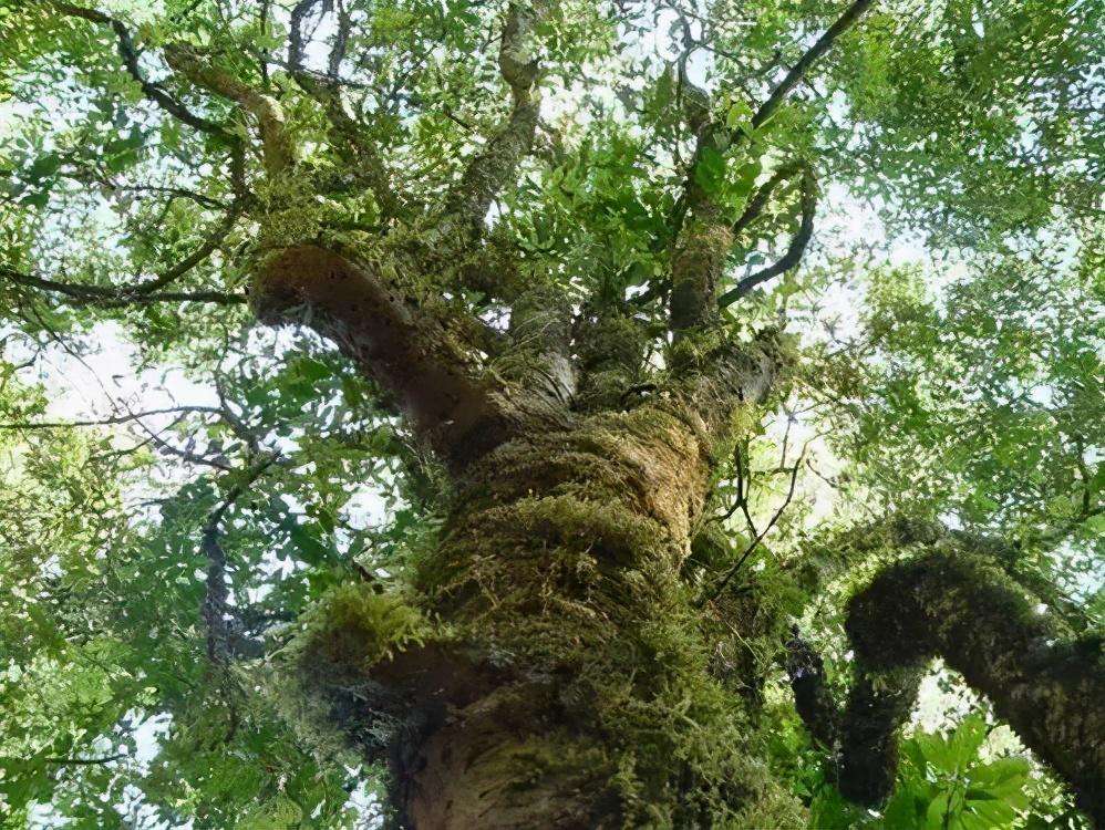 2022年落水洞古樹(shù)春茶特點(diǎn)？