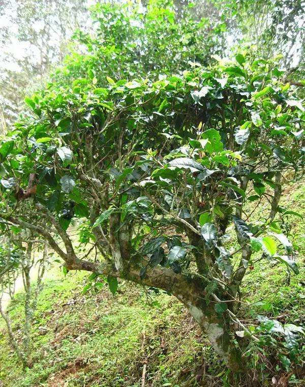 2022年落水洞古樹(shù)春茶——盞盛琥珀光，柔甜入人心