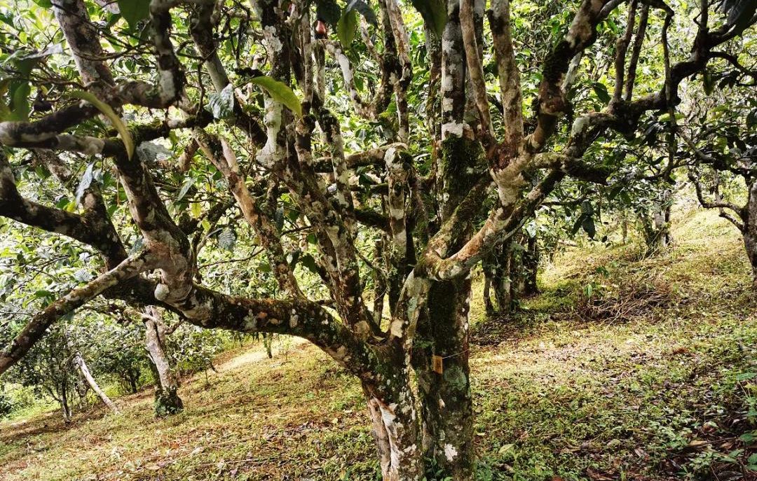 2022年落水洞古樹春茶價(jià)格？