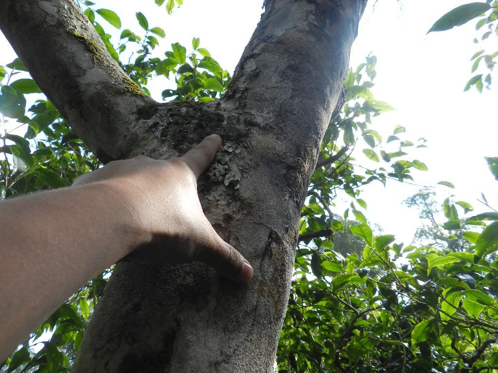 2022年大漆樹古樹春茶口感？