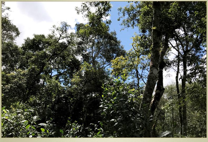 2022年大漆樹古樹春茶丨你壓根就喝不到的喉韻，它就有