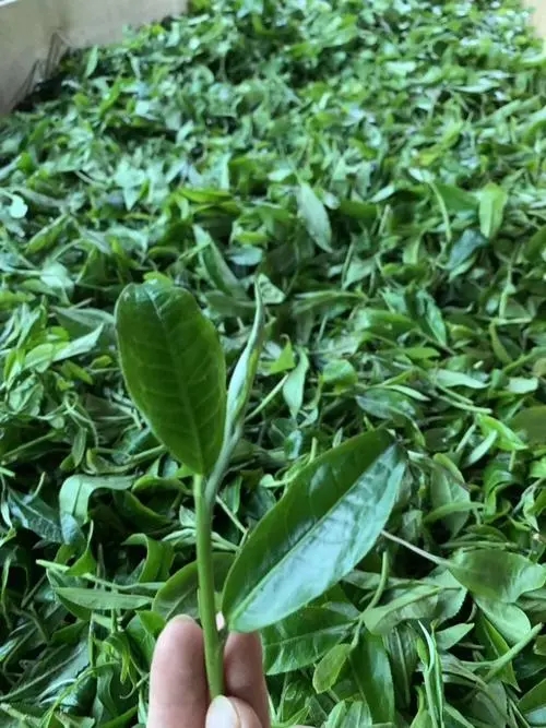 2022年彎弓古樹春茶口感？