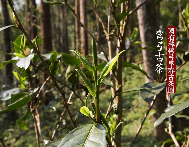 2022年彎弓大寨的古樹春茶為何如此之珍貴？