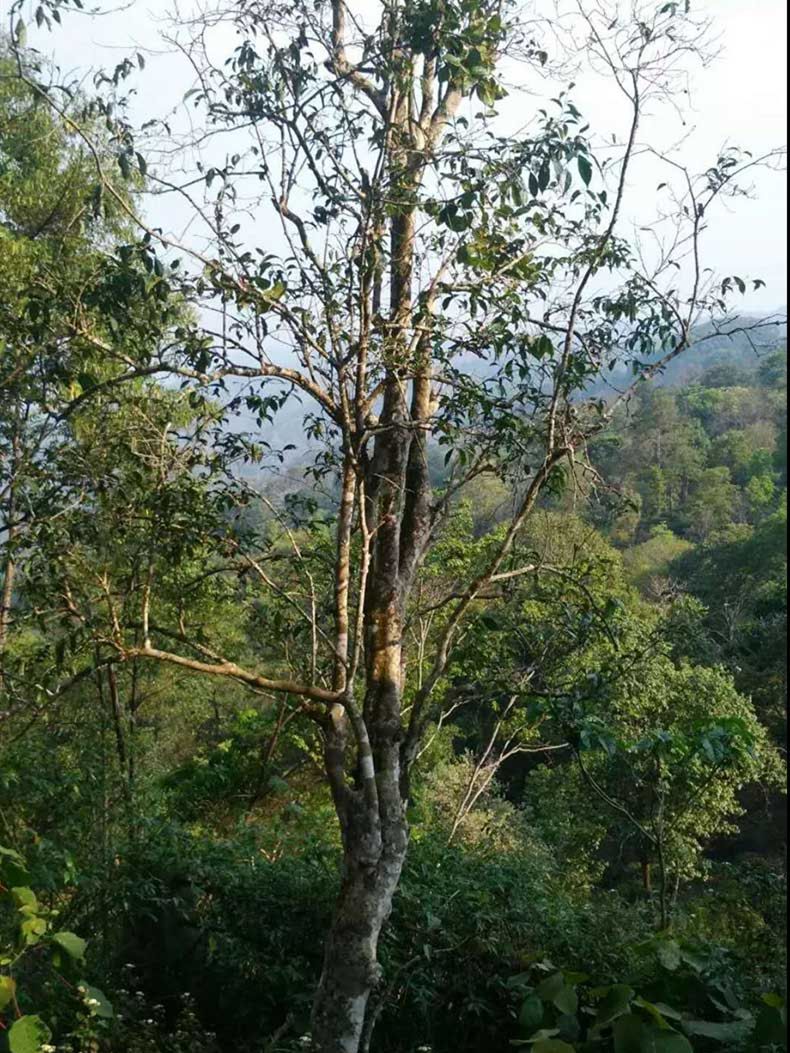 2022年彎弓古樹(shù)春茶多少錢(qián)一公斤？