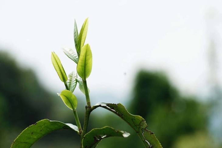 2022年白茶園古樹(shù)春茶品鑒！