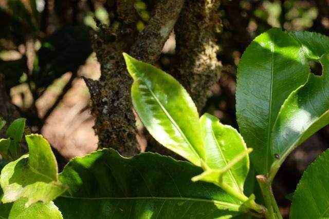 2022年白茶園古樹(shù)春茶價(jià)格？