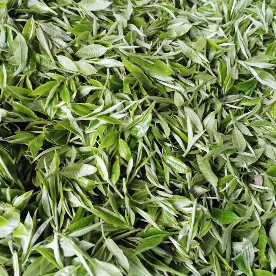 2022年白茶園古樹春茶多少錢一公斤？