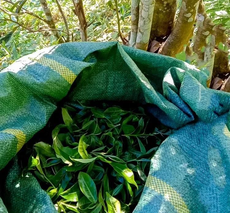 2022年鳳凰窩古樹(shù)春茶口感？