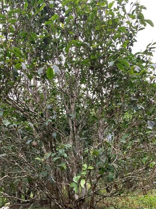 2022年刮風(fēng)寨茶王茶古樹(shù)春茶口感？