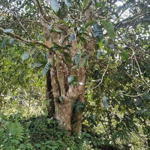 2022年刮風寨茶王樹古樹春茶價格？