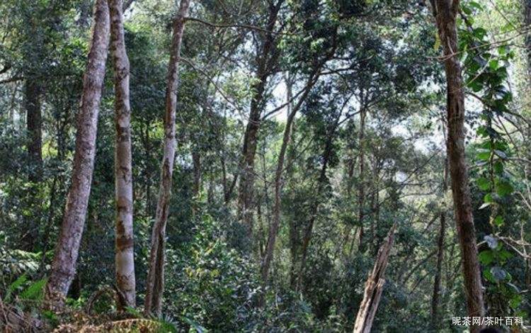 2022年冷水河古樹春茶特點(diǎn)？