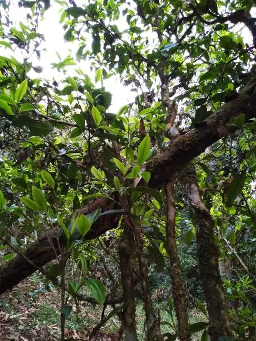 2022年刮風(fēng)寨超微產(chǎn)區(qū)之冷水河