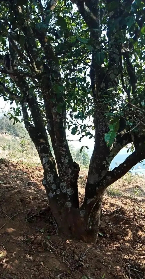 2022年冷水河古樹春茶多少錢一公斤？