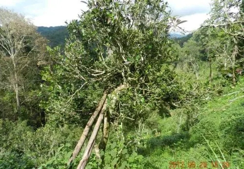 2022白沙河古樹(shù)春茶特點(diǎn)?