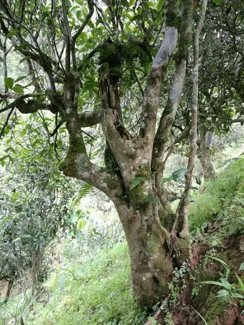 2022年黑水梁子古樹春茶特點(diǎn)？