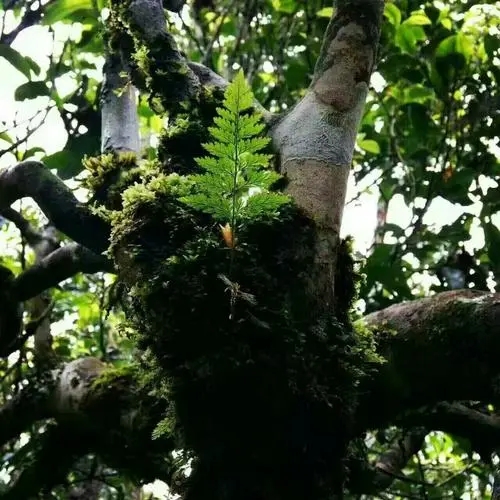 2022年黑水梁子古樹春茶價(jià)格？