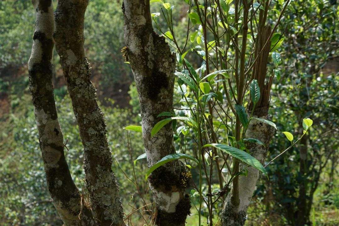 2022年黑水梁子——與你一起，走進(jìn)茶馬古道的源頭