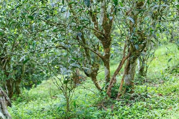 2022年刮風寨茶坪古樹春茶口感？