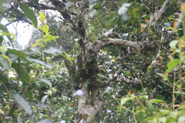 2022年茶氣狂野，香柔蜜韻的刮風寨茶坪古樹茶