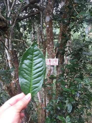 2022年薄荷塘古樹春茶價格？