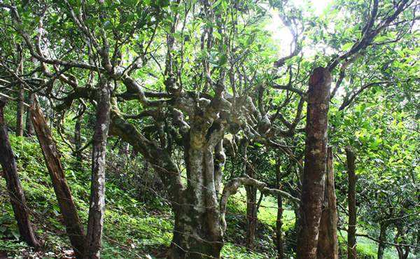 2022年多依樹古樹春茶口感？