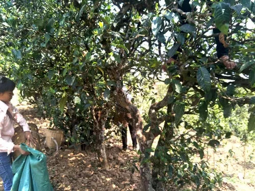 2022年易武張家灣古樹(shù)春茶特點(diǎn)?