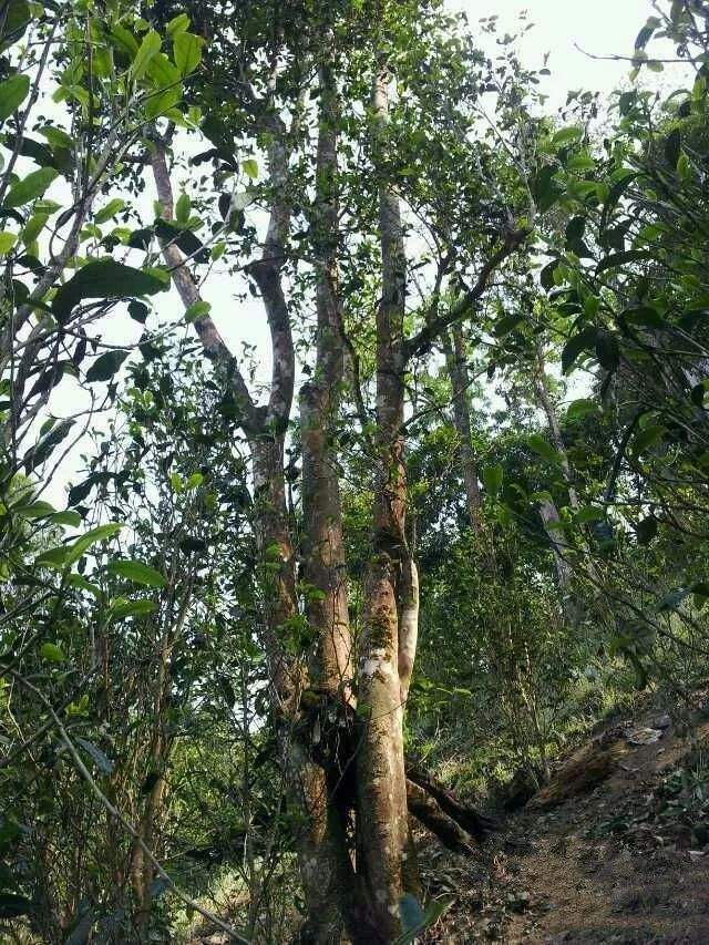 2022年一扇磨古樹(shù)春茶口感？