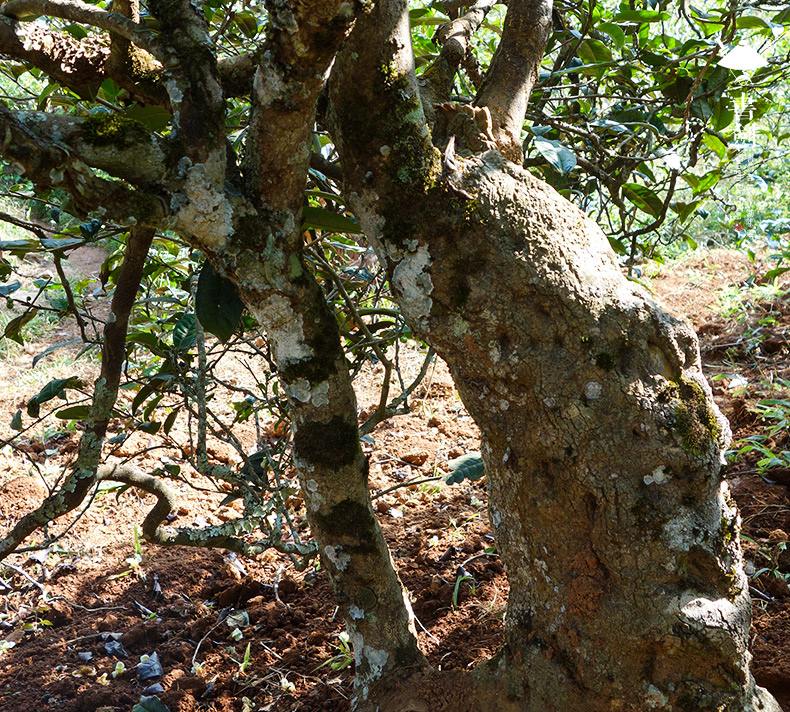 2022年一扇磨山林之息，雨林之味，原始之態(tài)