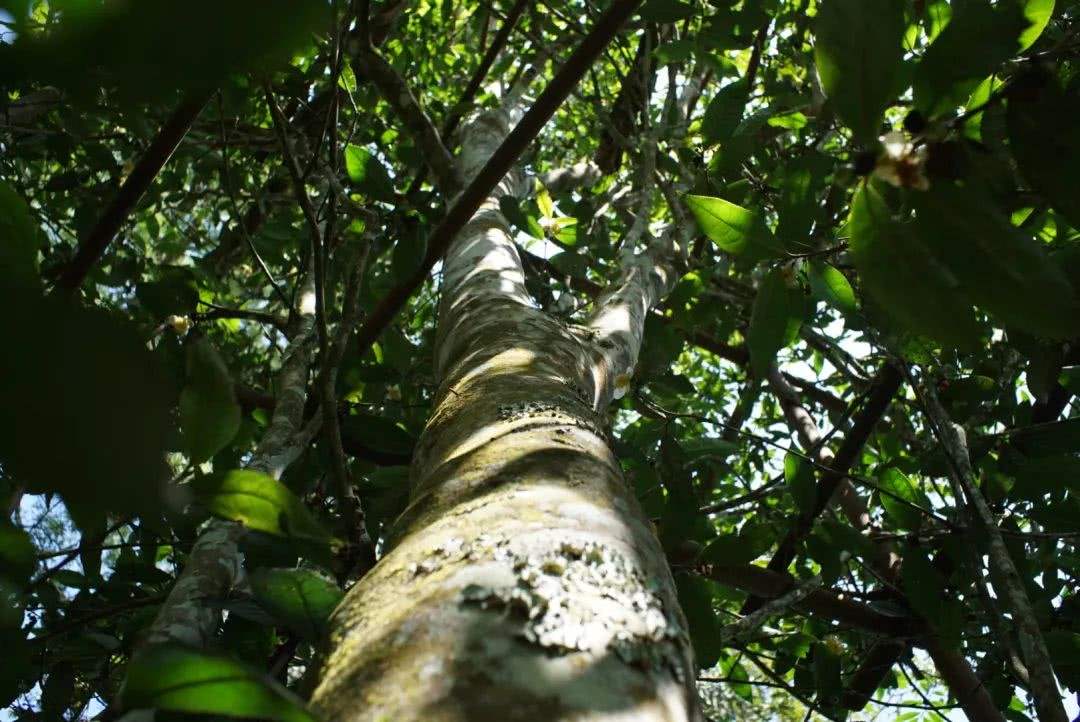 2022年香椿林古樹春茶口感？