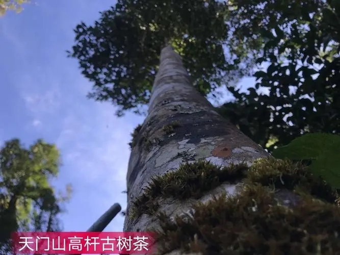 2022年天門山古樹春茶特點(diǎn)？