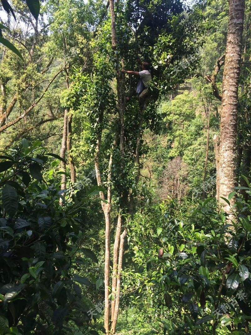 2022年天門山古樹春茶口感？