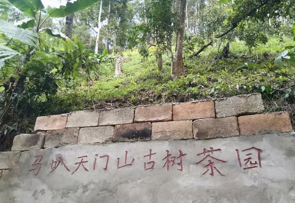 2022年天門山古樹春茶多少錢一公斤？