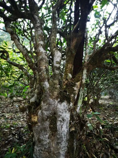 2022年高山寨古樹春茶價(jià)格？