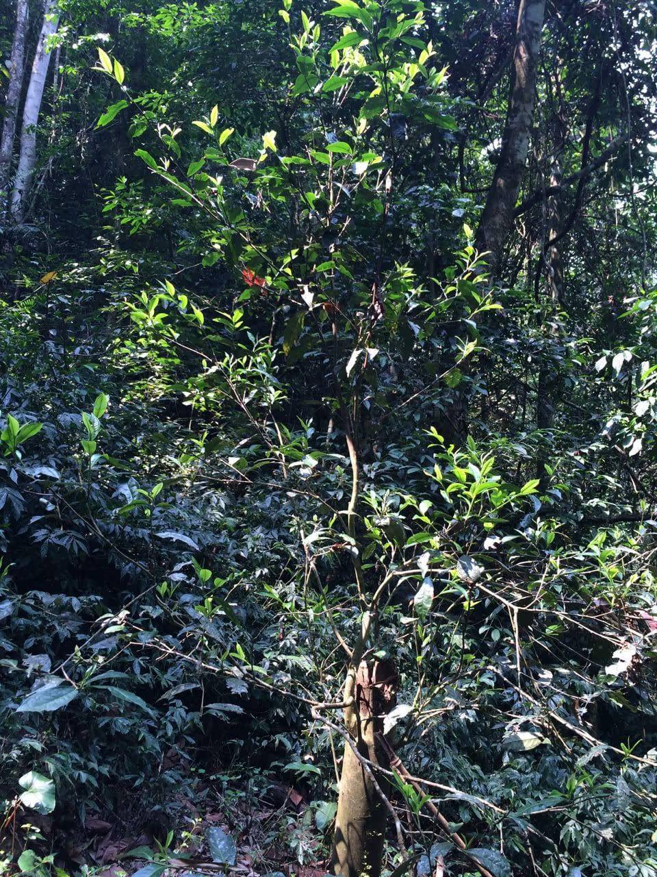 2022年高山寨古樹(shù)春茶多少錢(qián)一公斤？